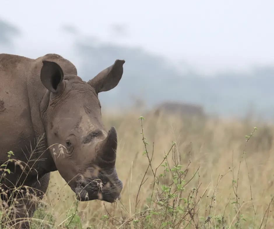 Nairobi