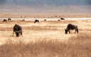 Ngorongoro