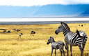 Ngorongoro