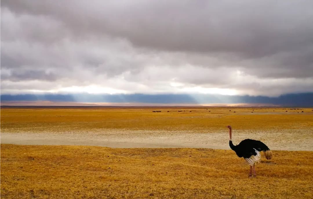 Ngorongoro