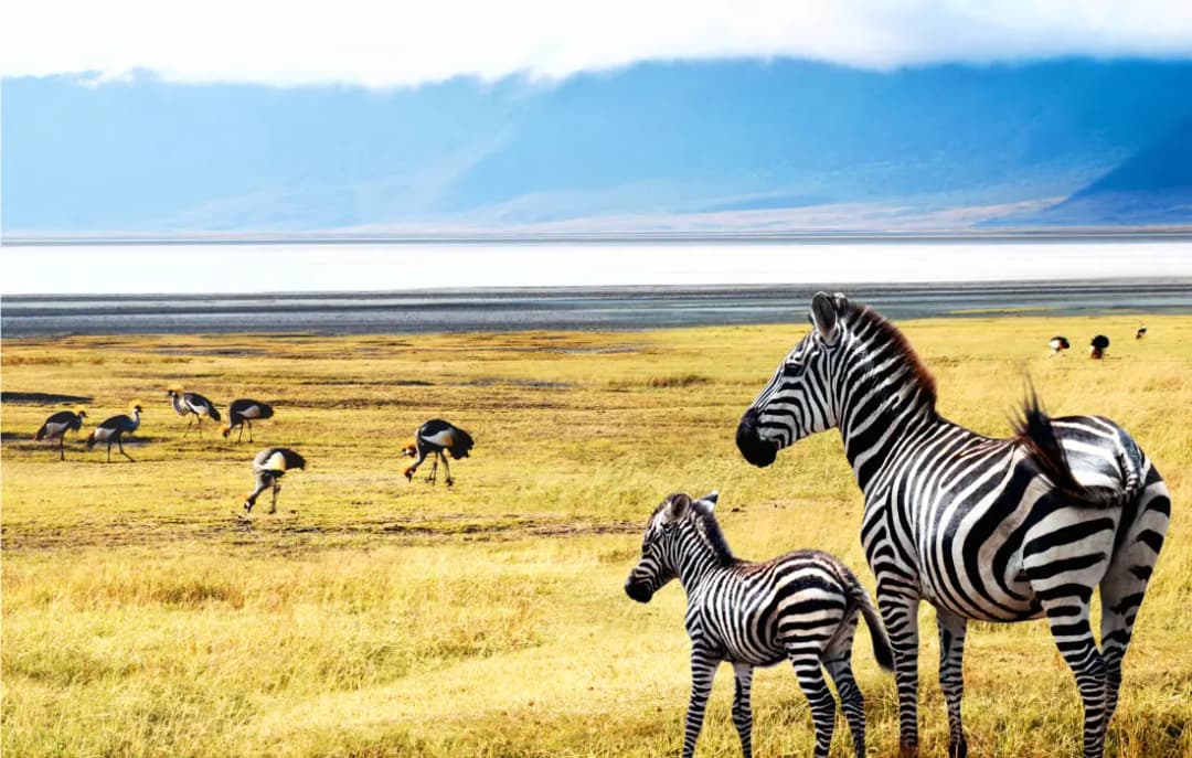 Ngorongoro