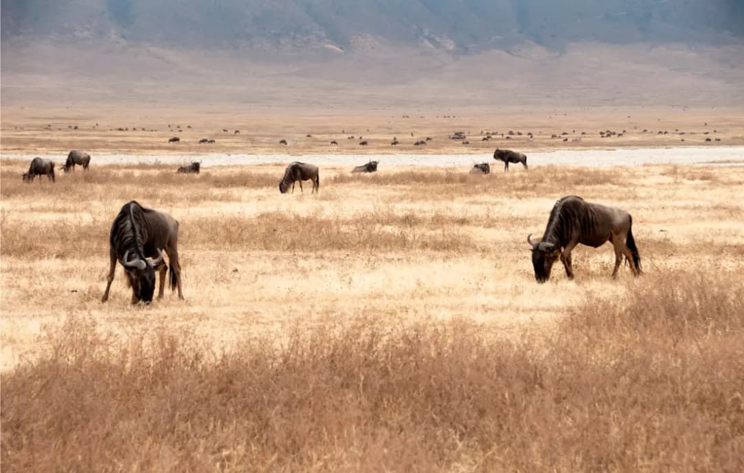 Ngorongoro