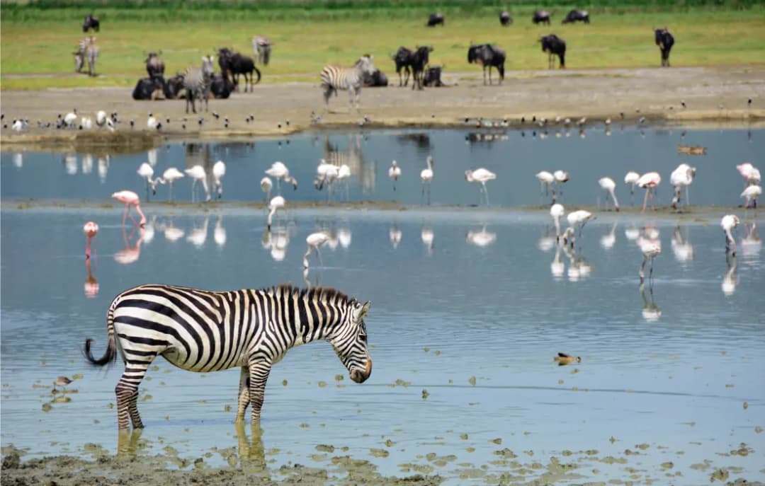 Ngorongoro