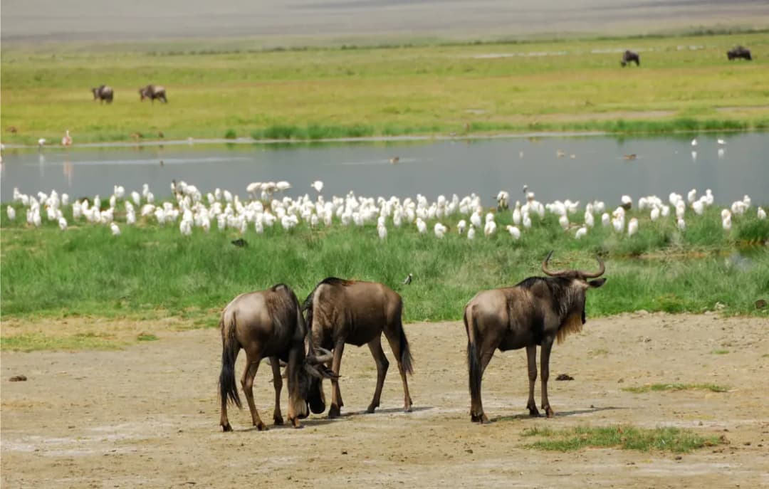 Ngorongoro
