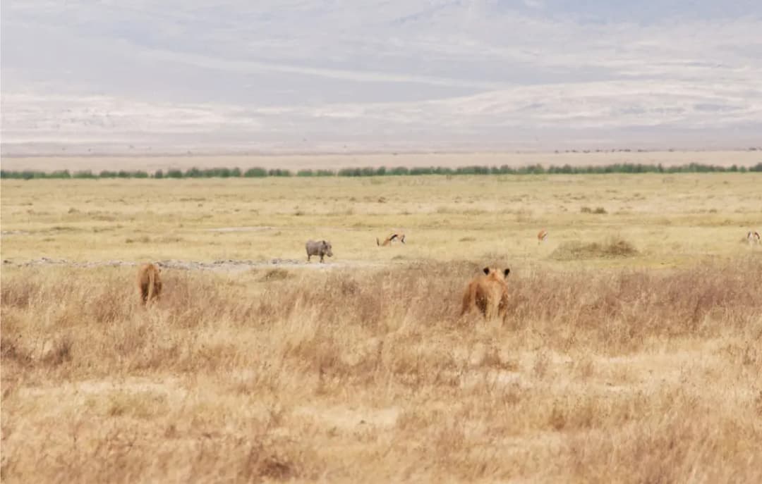 Ngorongoro