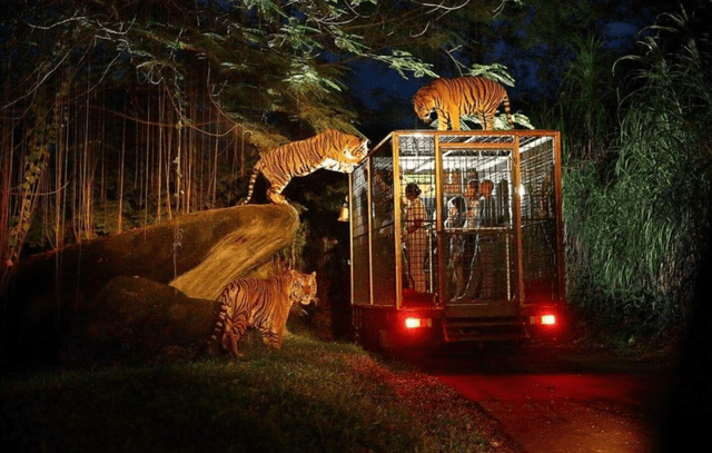 Night Safari Animal Show + Tram Ride