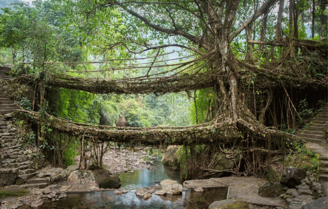 Double Decker Living Root Bridge