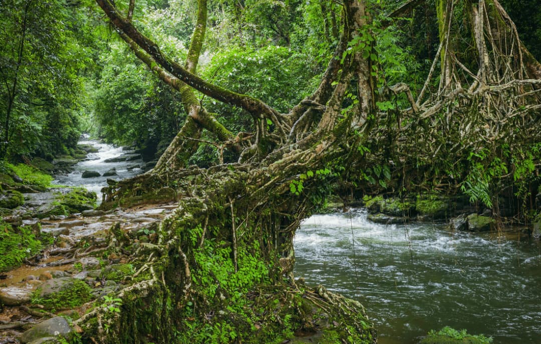 Double Decker Living Root Bridge