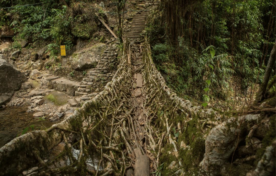 Double Decker Living Root Bridge