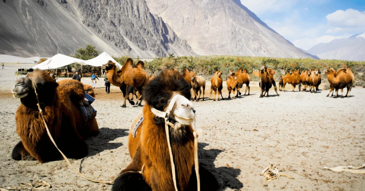 Nubra Valley