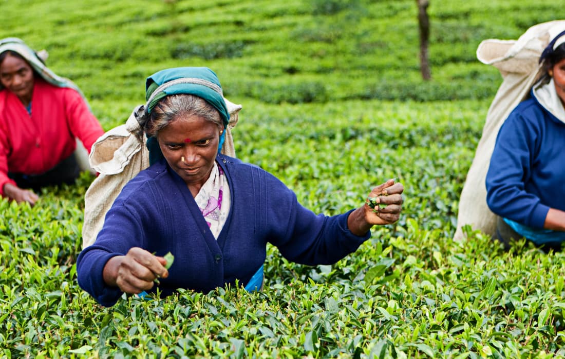 Nuwara Eliya