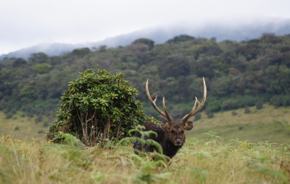Nuwara Eliya