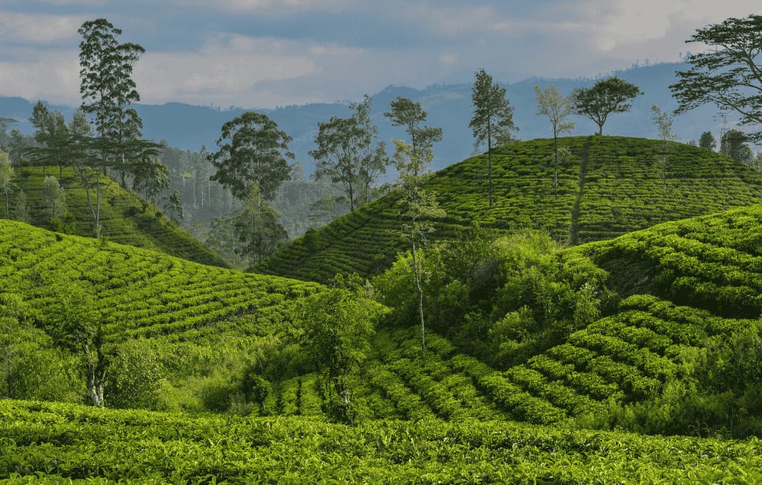 Nuwara Eliya