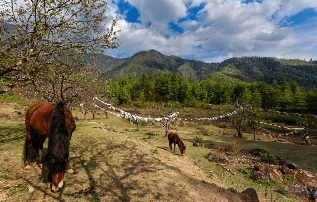 Paro