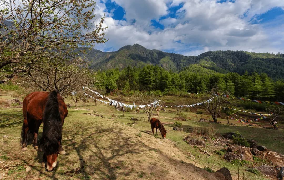 Paro