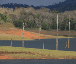 Thekkady Wildlife & Nature Tour