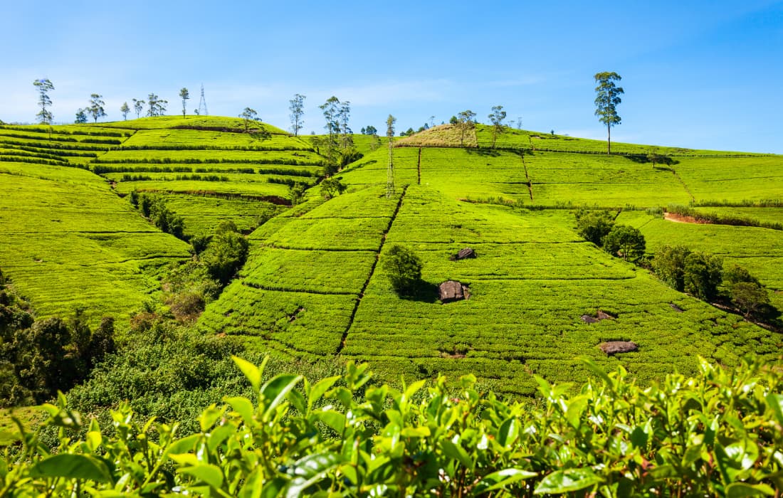 Tea Farm