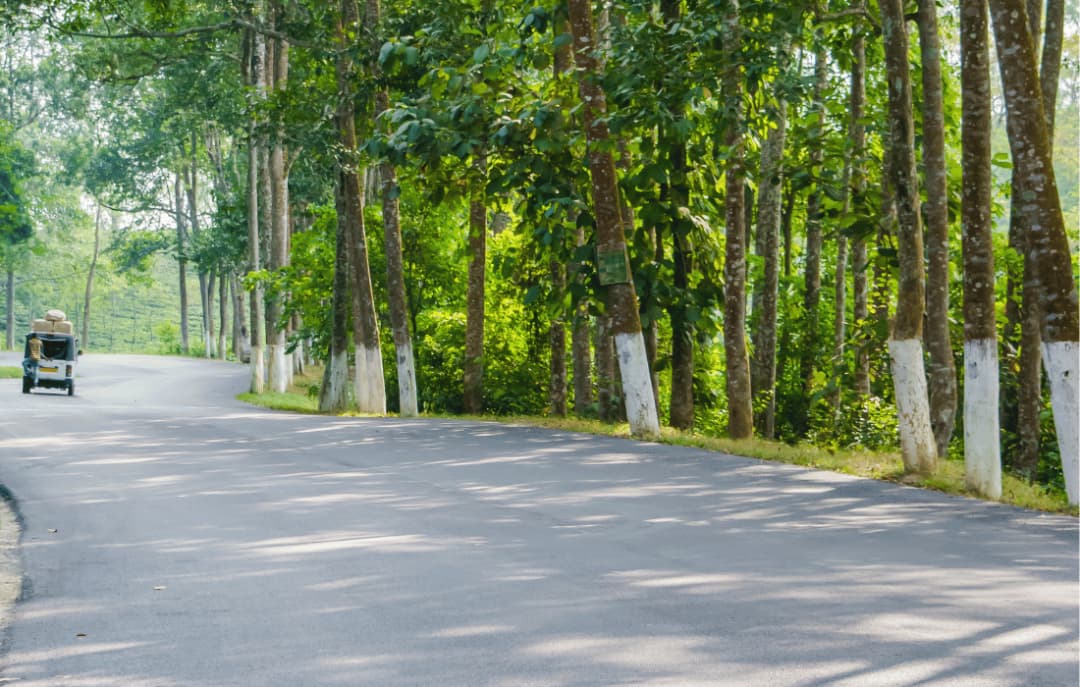 Scenic Drive