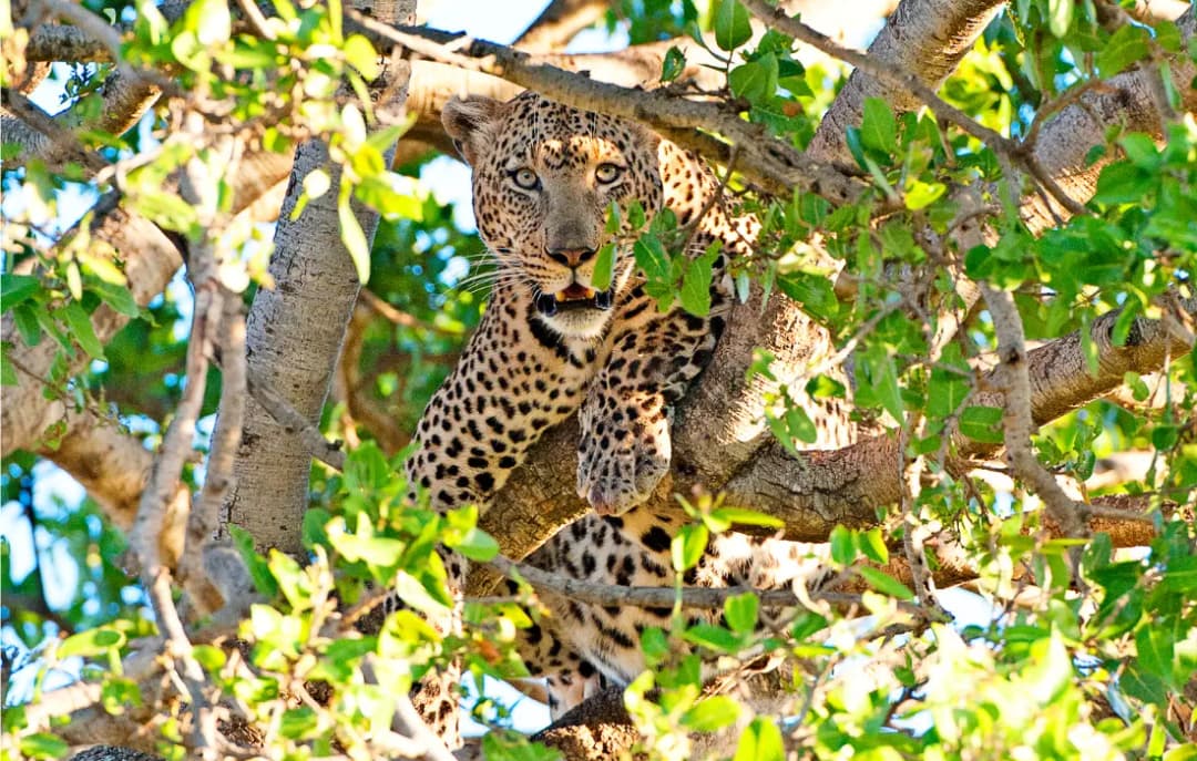 Serengeti