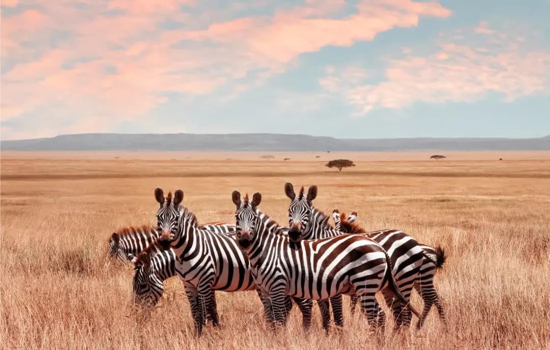 Serengeti
