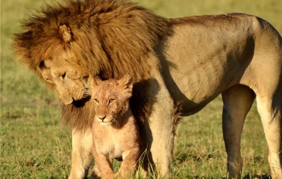 Serengeti