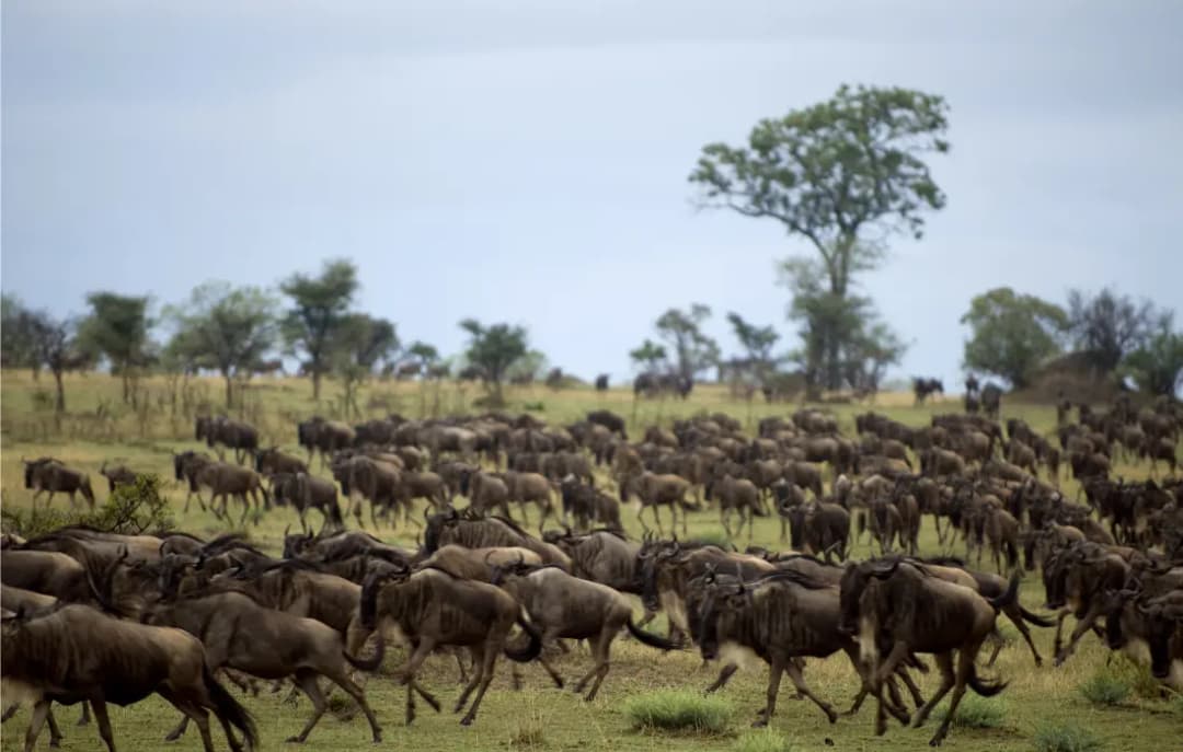 Serengeti