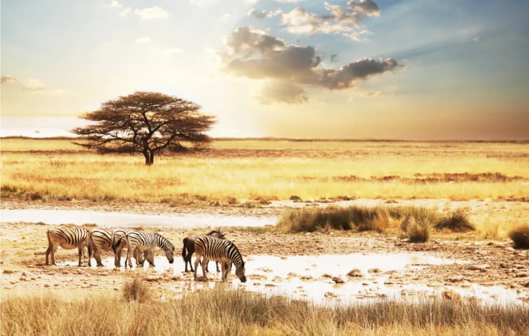 Serengeti