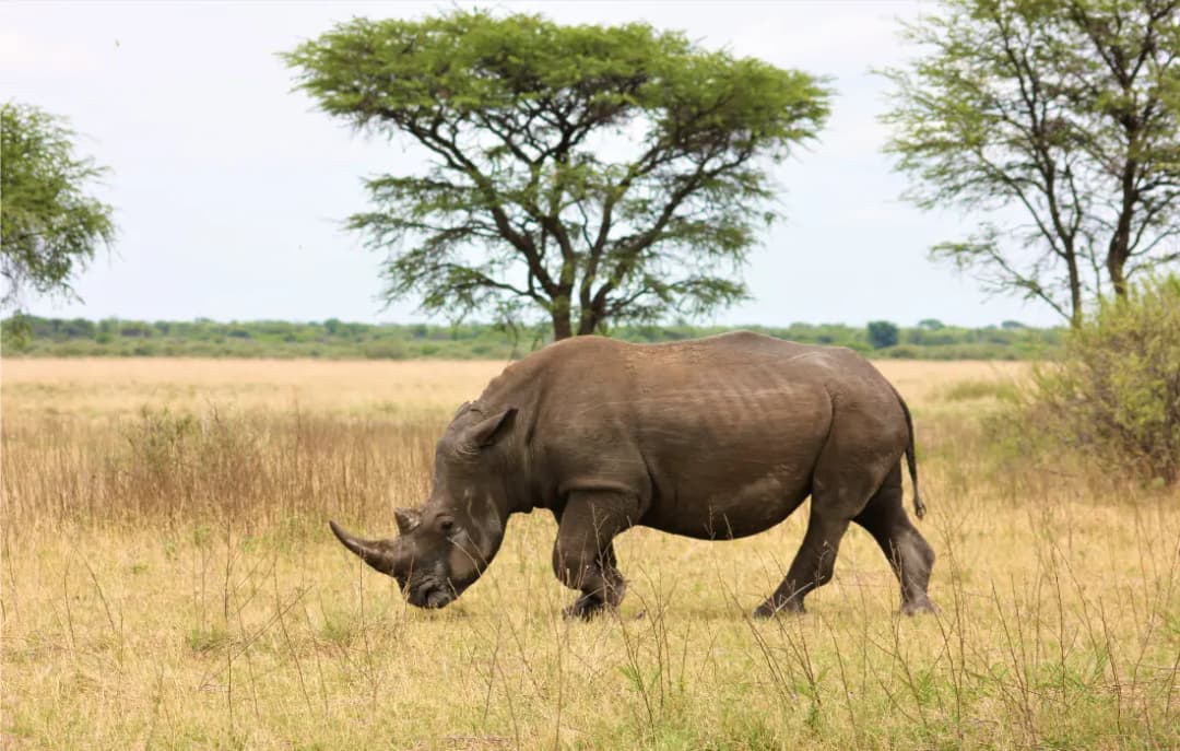 Serengeti