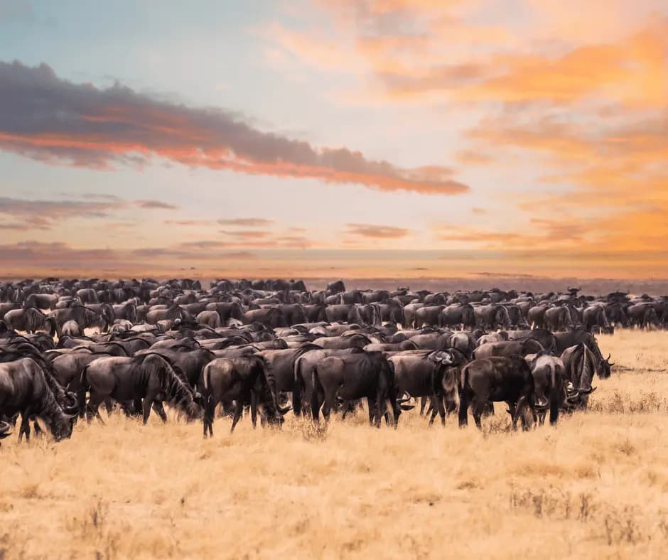 Great Migration