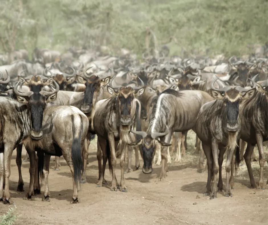 Great Migration
