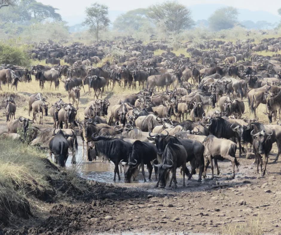 Great Migration