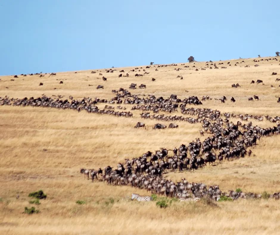 Great Migration