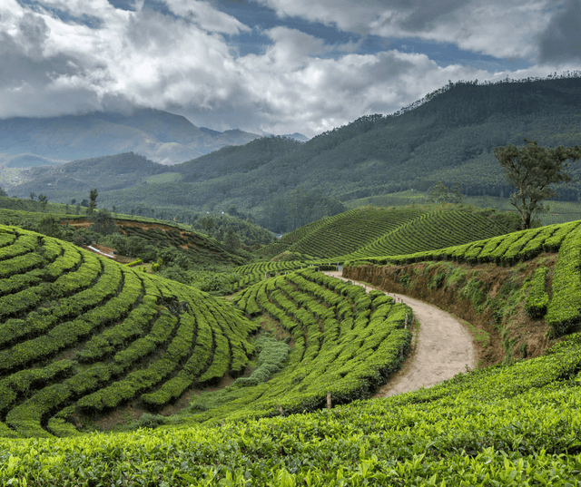Munnar Hills & Nature Highlights Tour