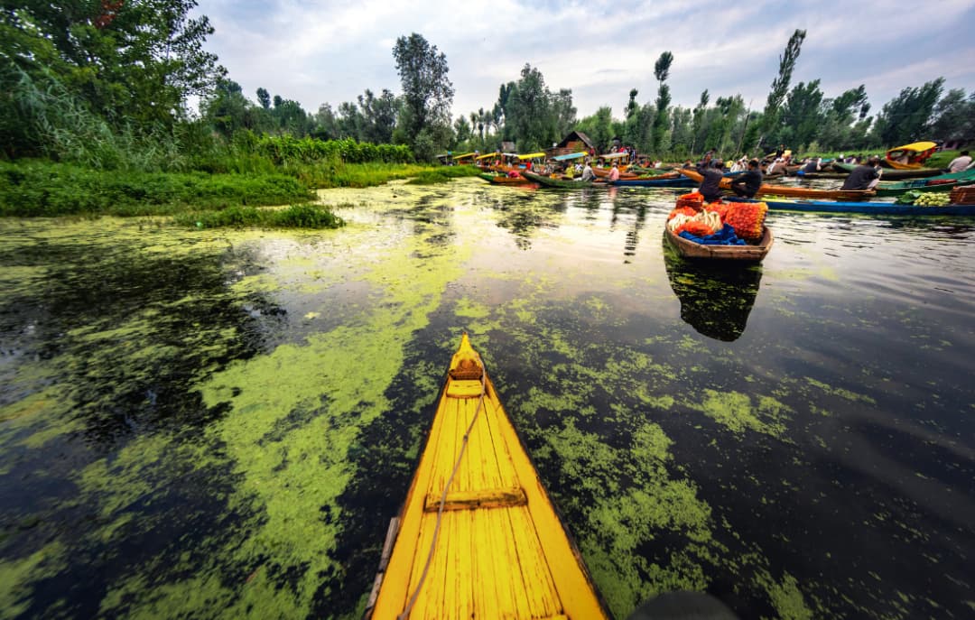 Shikara Ride in Dal lake (At your own cost )