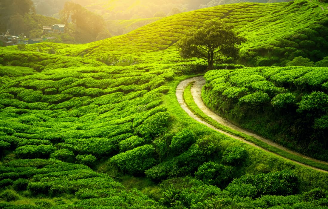 Tea Estates