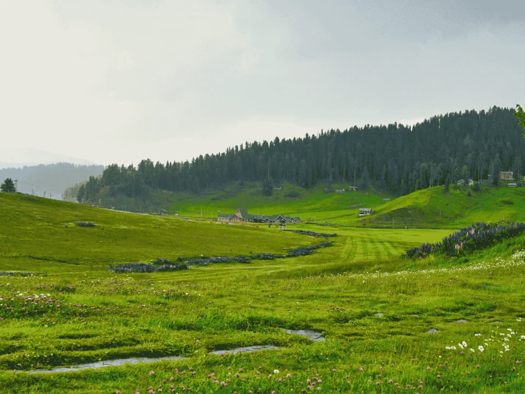 Meadows of Gulmarg