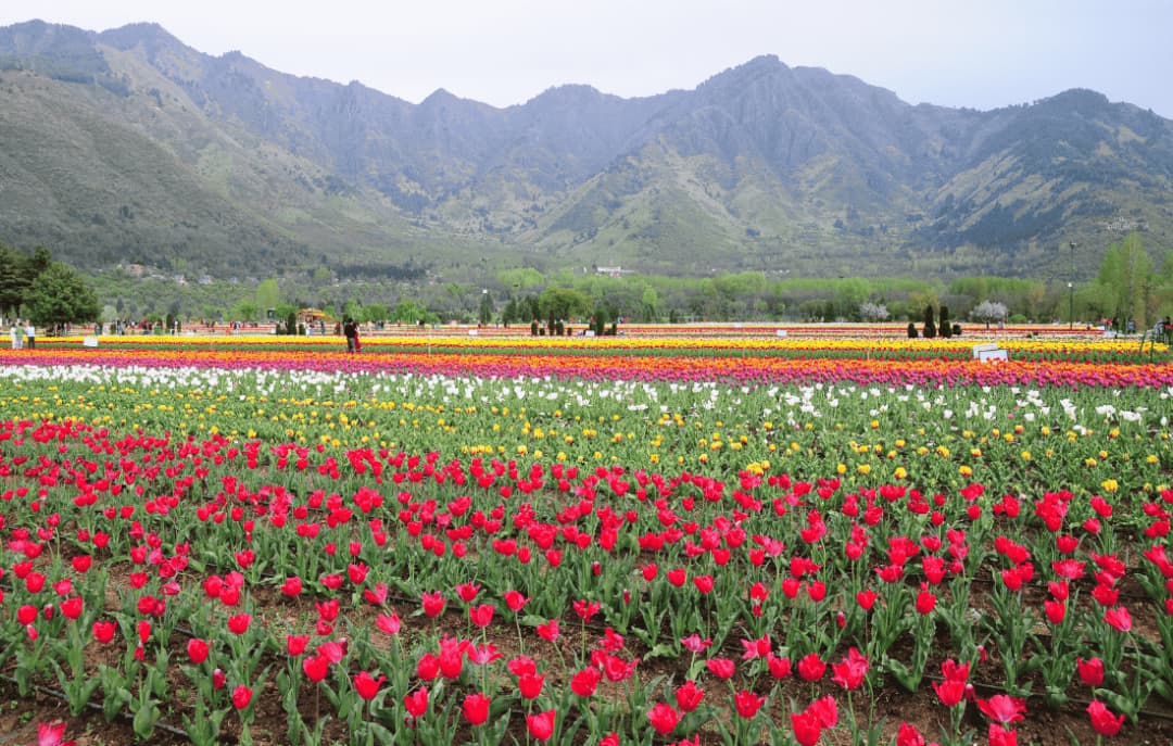 Srinagar