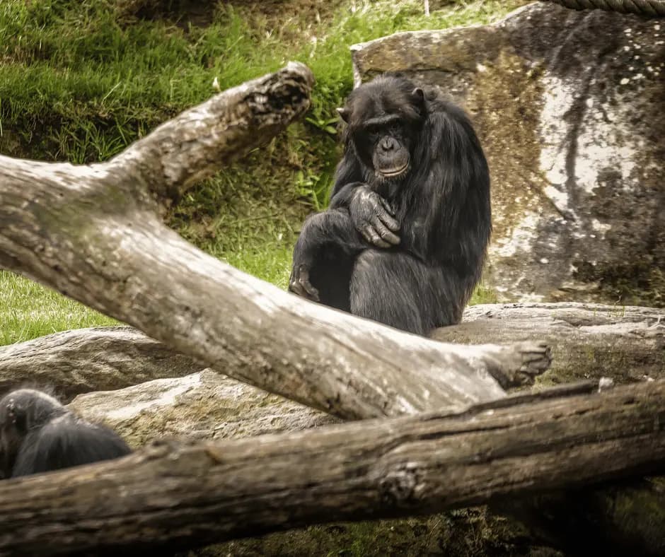 Sydney Zoo