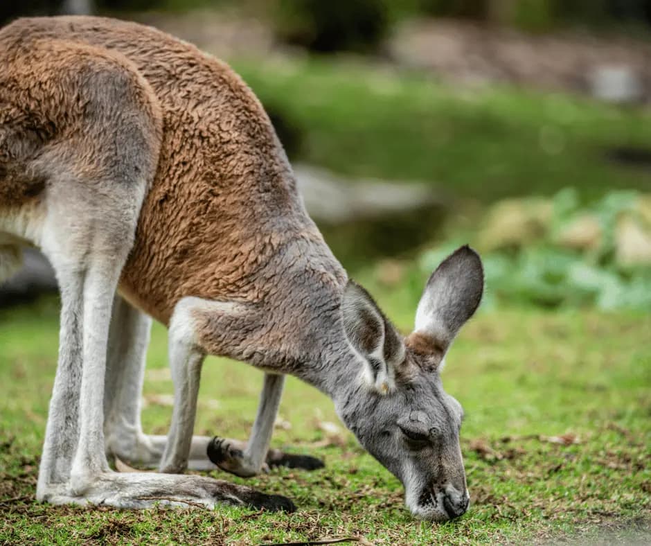 Sydney Zoo