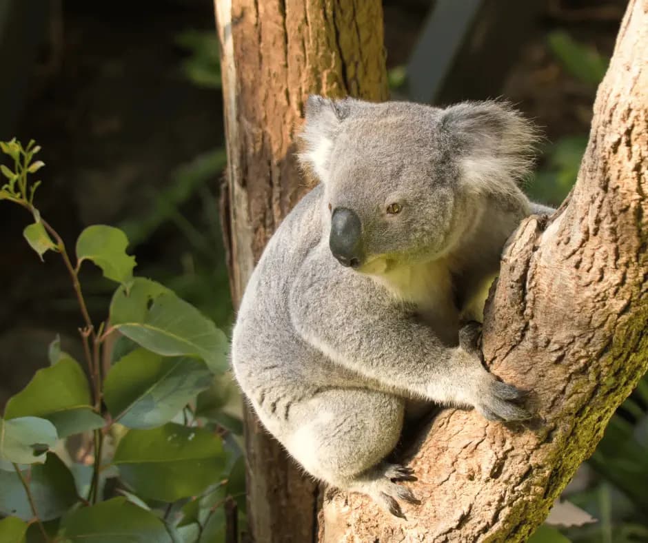 Sydney Zoo