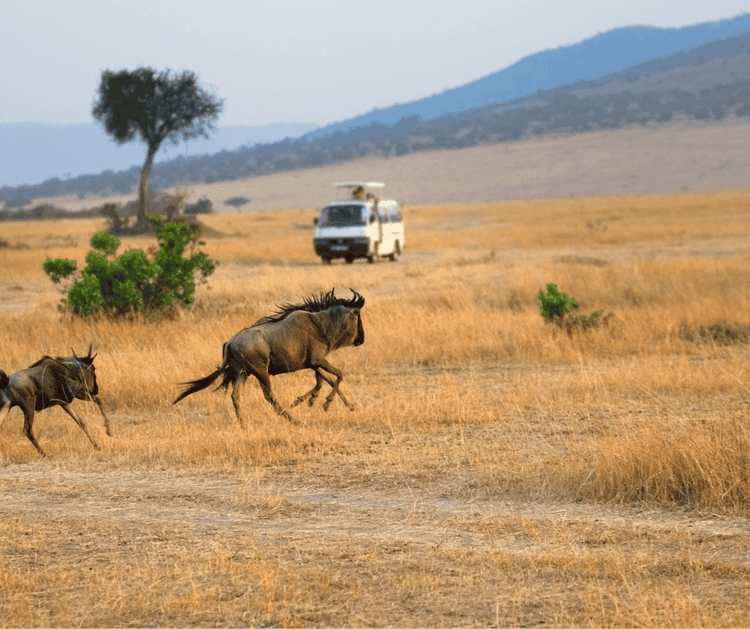 Tanzania