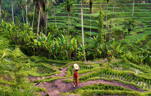 Kintamani + Coffee Plantation + Tegenungan Waterfall + Tegalalang Rice Terrace + Bali Jungle Swing