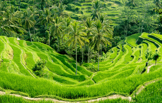 Bali Sightseeing Tour
