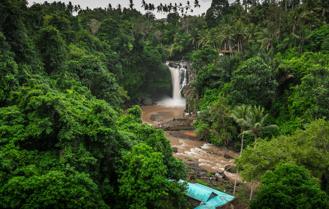 Kintamani + Coffee Plantation + Tegenungan Waterfall + Tegalalang Rice Terrace + Bali Jungle Swing