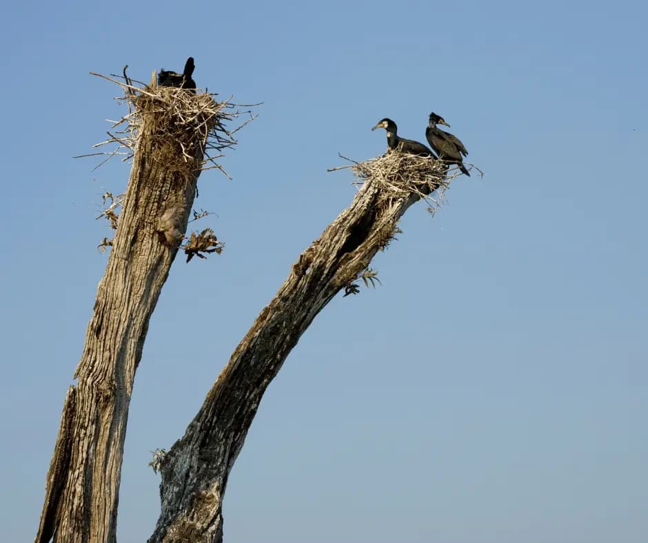 Periyar National Park