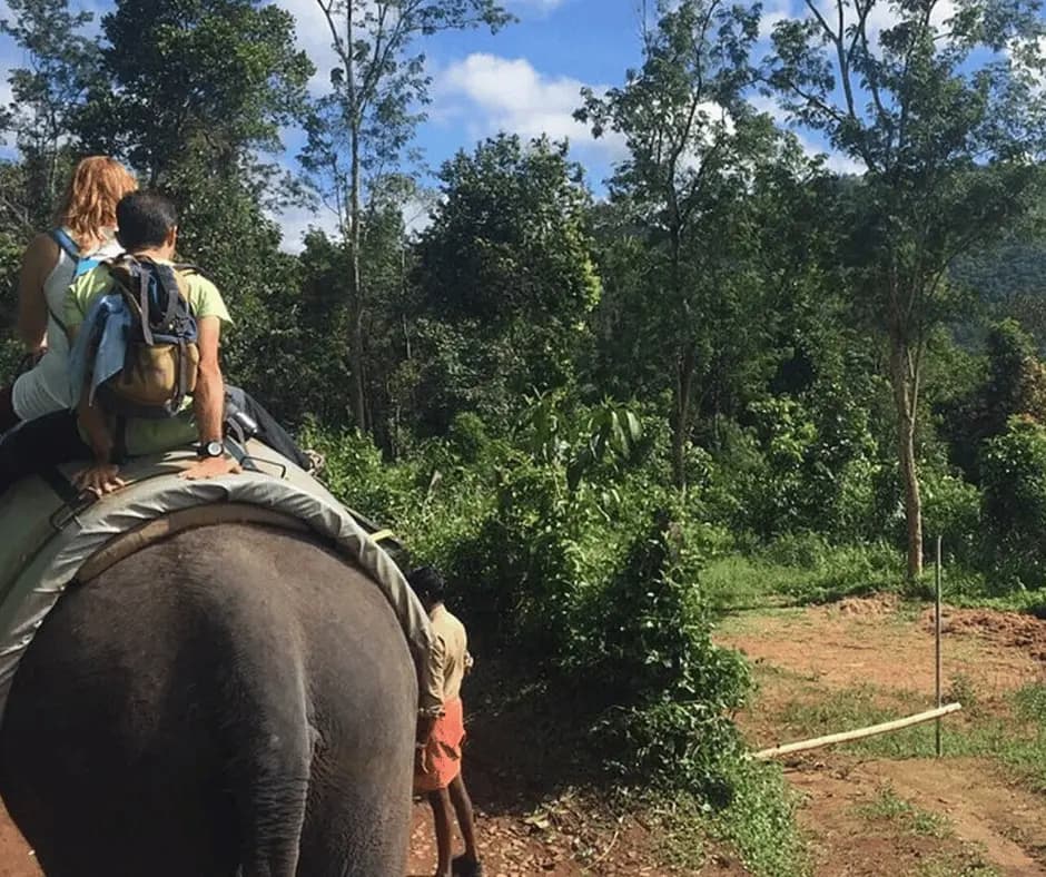 Elephant Junction