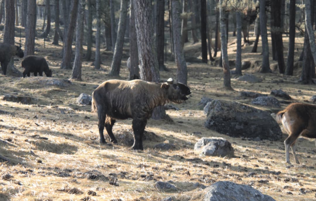 Motithang Takin Preserve
