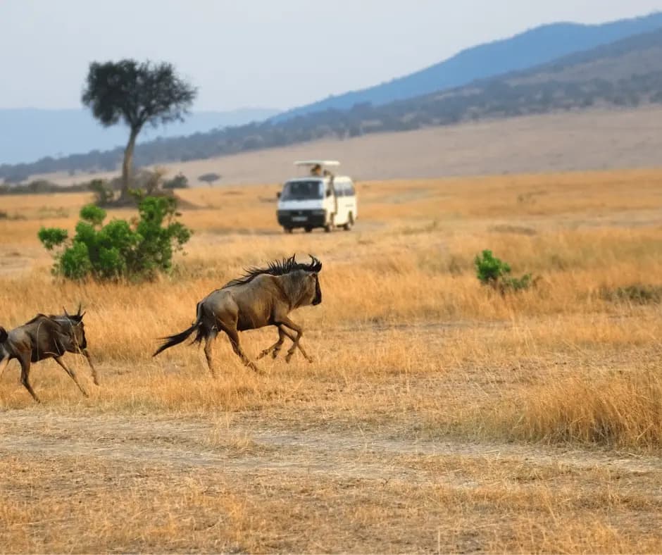 Game Safari 