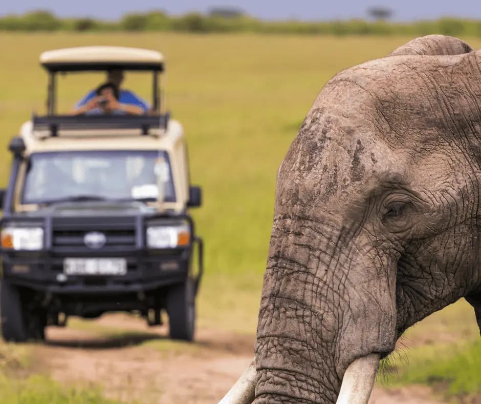 Game Safari 