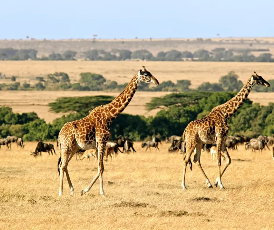 Game Safari 
